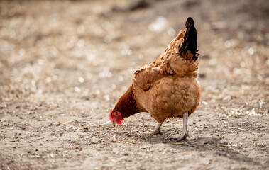 Free range chicken on a traditional organic poultry farm.