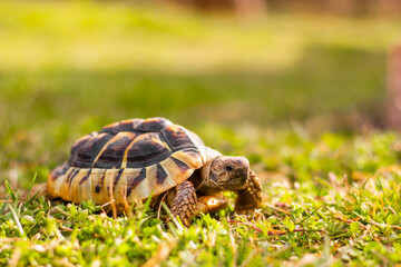 Greek turtle in grass