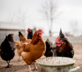 Free range chicken on a traditional organic poultry farm.