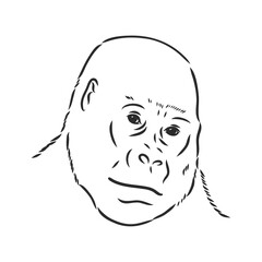 Gorilla portrait. Detailed hand drawn style. Isolated on white background