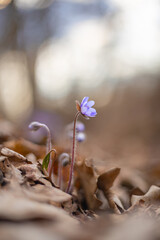 flowers in the forest