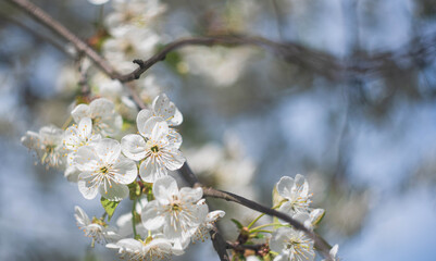 blooming tree, cherry blossom in spring sunny day