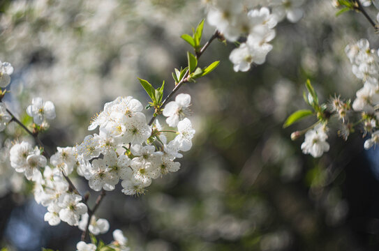 Blossoming tree branches, white flowers of cherry tree, spring blossom in sunny morning