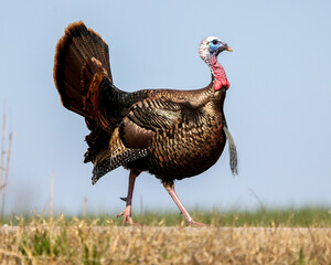 Wild turkey gobbler in strut