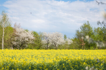 Rural landscape with blooming rapeseed fields and blooming orchard in background, countryside idyllic sunny day