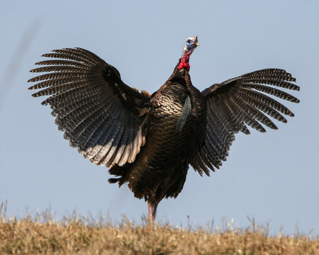 wild turkey gobbler