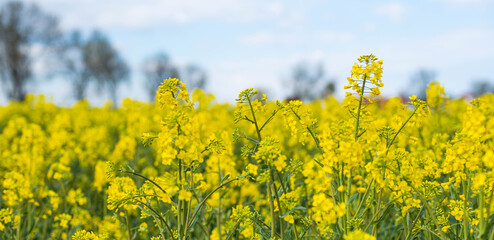 Rapeseed field banner background, rapeseed Brassica napus blooming, yellow blooming fields with sunny blue skye, spring colorful rural landscape, idyllic agriculture concept