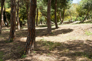 Pine tree trunks in the forest