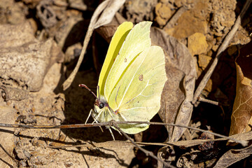 Zitronenfalter auf braunem Laub
