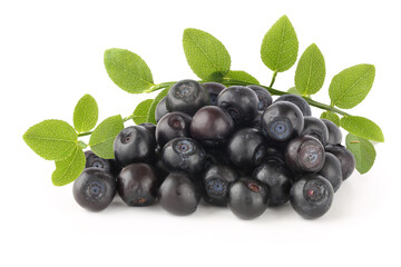 Pile of bilberry with sprig isolated on white