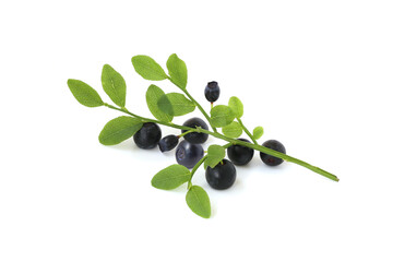 Sprig of bilberry isolated on white