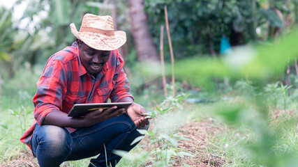 African farmer using tablet for  research the leaves of vegetables in organic farm.Agriculture or...