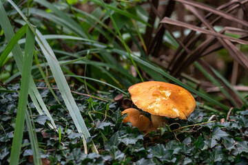 mushroom in the grass