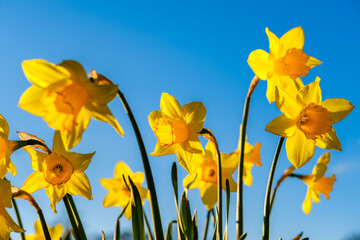 yellow daffodils against sky