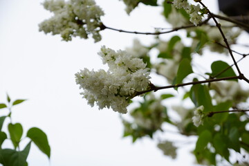Vogel-Kirsche Baums mit weißen Blüten