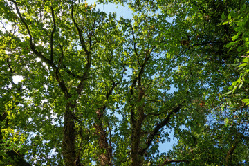 Sunny day in the forest