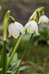 Obraz premium white snowdrops with yellow dots, first spring flowers
