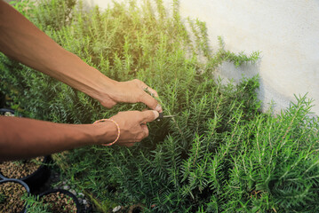 gardener hand cutting to pick rosemary leaf from local organic planting herb at home