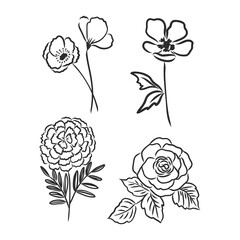 Ink, pencil, the leaves and flowers of apple isolated. Line art transparent background. Hand drawn nature painting. Freehand sketching illustration.