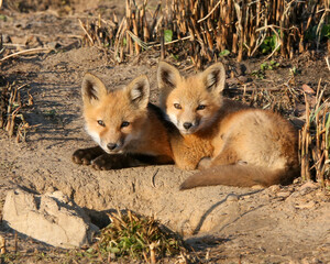 Red fox kits laying together