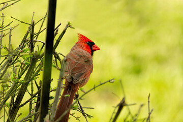 Large Northern Red Cardinal being cautious and watchful by birdfeeder.  In some Images, he is on either pole or feeder, and some waiting patiently on the bush.