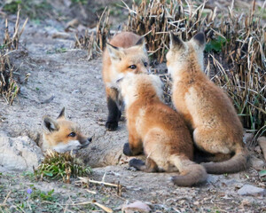 Red fox kits at den opening