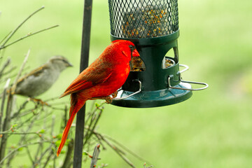 Large Northern Red Cardinal being cautious and watchful by birdfeeder.  In some Images, he is on either pole or feeder, and some waiting patiently on the bush.