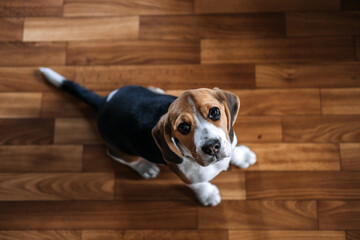 Beagle Personality, temperament. Beagle Puppy at home. Little Beagle breed dog at his new home.