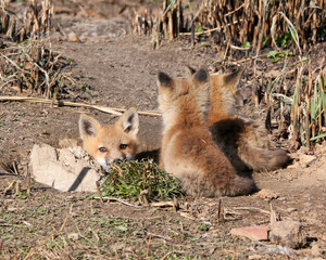 Red fox kit looking to see if it's safe to come out