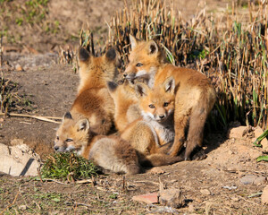 Red fox kits 