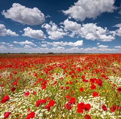 Fototapeta premium Nice colorful poppy field in spring