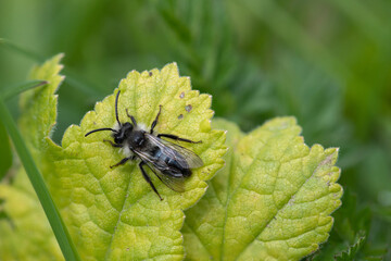 Close up of an ashy mining bee (andrena cineraria) on a leaf in a meadow