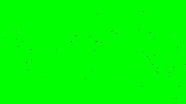 the mass of black ravens on the green screen is looped