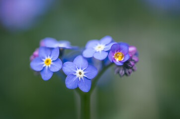 Fototapeta premium Wildflower Forget-me-not flowers / Myosotis alpestris
