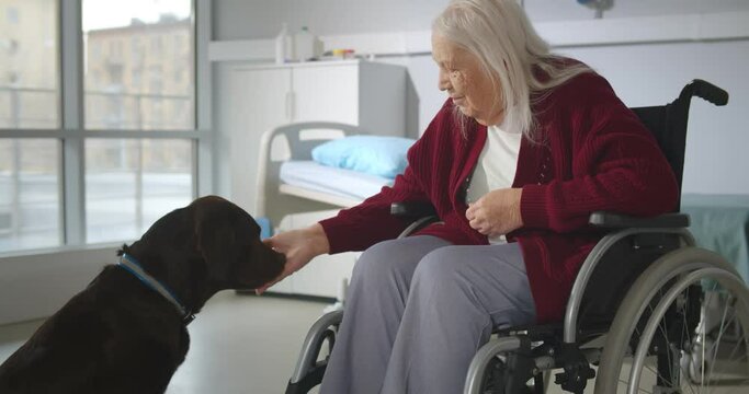 Old sick woman in wheelchair playing with dog in hospital ward