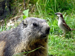 marmot