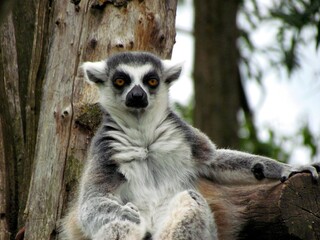 lemur