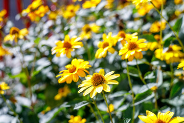 yellow flowers with selective focus in the foreground