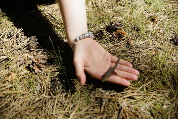 Eine echte Eidechse auf der Hand