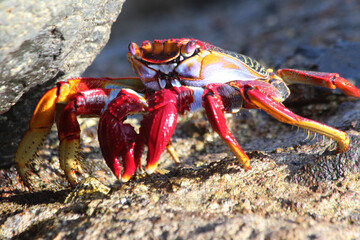rote_Klippenkrabbe