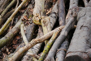 close up of old different sized tree trunks and branches as a wild bridge over a stream