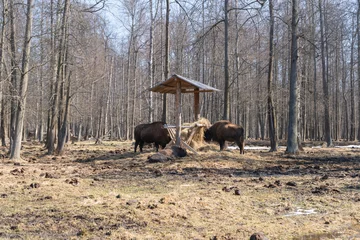 Deurstickers a group of zubrs eats hay from a feeder. The European bison (Bison bonasus) or the European wood bison, also known as the wisent or zubr. © Mary Pain