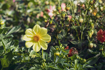 yellow flower on a background of other blooming flowers