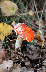 Portrait eines Fliegenpilz. Wunderschön aber doch sehr giftig.