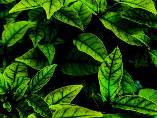 Fototapeta na wymiar Beautiful abstract green flowers on dark background and yellow flower frame and green leaves texture, green background, dark theme, green leaves texture