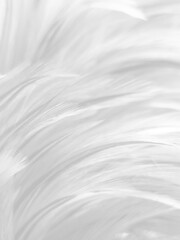 Beautiful abstract black feathers on white background and soft white feather texture on white texture pattern, dark theme wallpaper, gray feather background, gray banners, white gradient