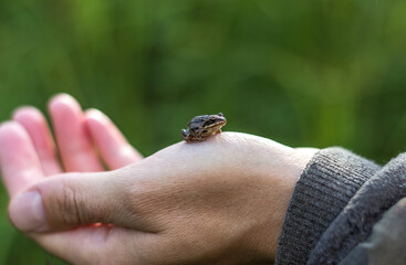 Little frog on hand on green background