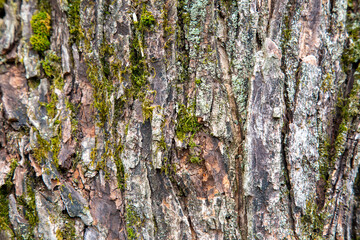 Tree Bark
