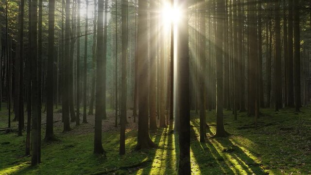 Beautiful shining sun beams in magic mossy wood landscape.
