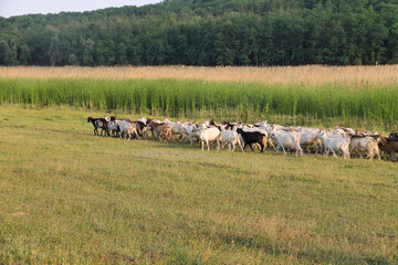 A herd of goats going to the pasture. Farm.